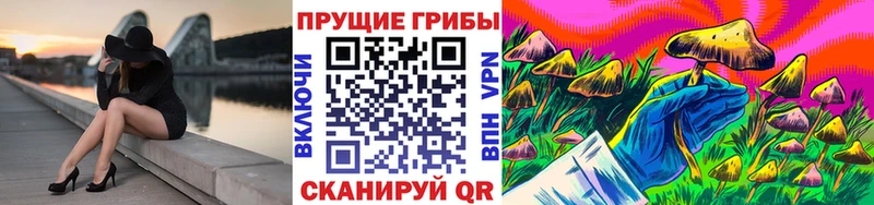 Псилоцибиновые грибы Psilocybe  Кировск 